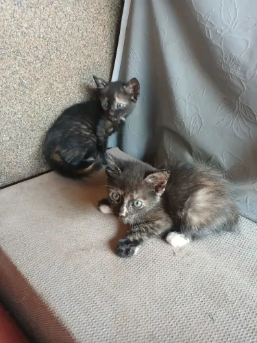 Adoção gatos