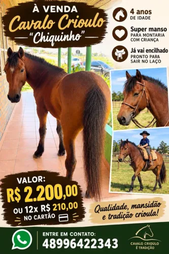 Cavalo