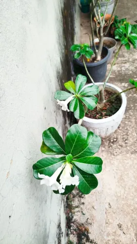 Rosa do deserto