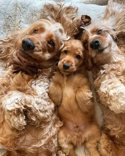 Cocker Spaniel Inglês Jeito Meigo