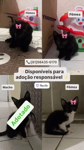 Gatinhos para adoção responsável 
