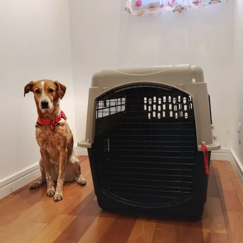 Caixa de Transporte para Cães Vari Kennel - tamanho extra grande | original