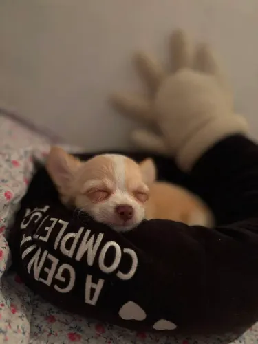 Chihuahua filhote 45 dias!