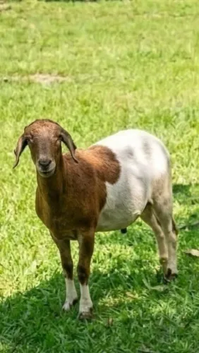 VENDO EXCENTE CARNEIRO RAÇA MORADA NOVA APENAS 6 MESES