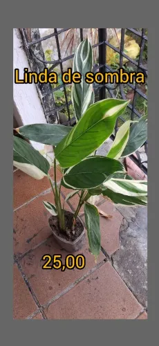 Lindas plantas Para seu jardim,  casa, e escritório 