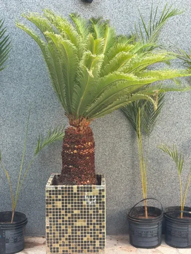 Muda de Cica (Cycas revoluta), também conhecida como sagu-de-jardim ou palmeira-sagu