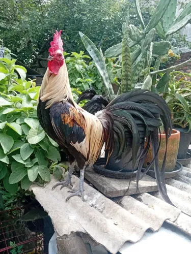 Galo Fênix jovem 