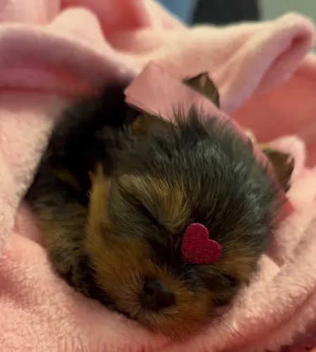 YORKSHIRE TERRIER - FÊMEA À VENDA
