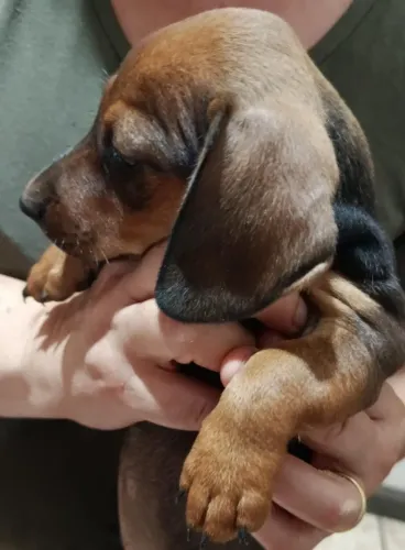 Filhotes de Basset machos