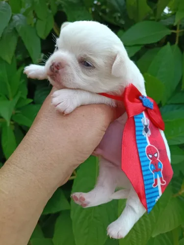 Chihuahua Pelo Longo, em 10x, linhagem importada