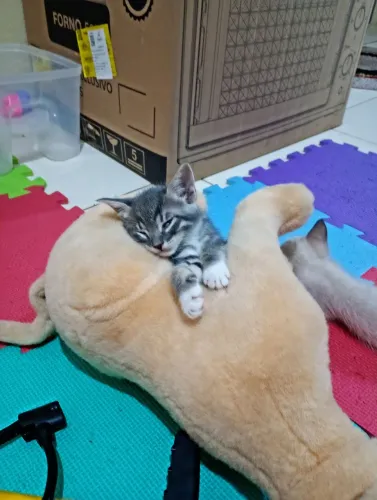 Doação de gatinhos