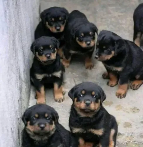 FILHOTES DE ROTTWEILER CABEÇA DE TORO 