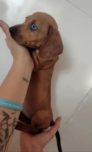 ? Dachshund (Salsicha) - Filhotes Disponíveis