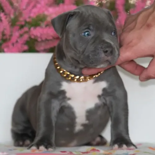Filhotes De American Bully - Vínculo Que Fortalece  