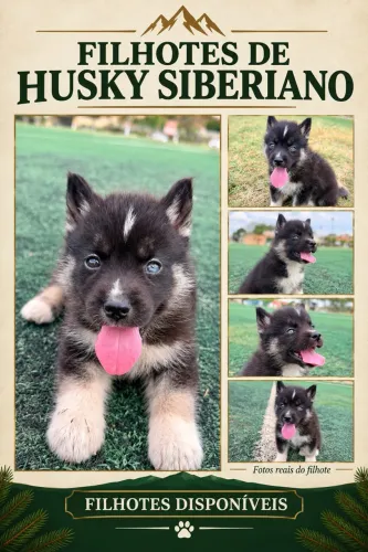 Husky Siberiano (fêmea)