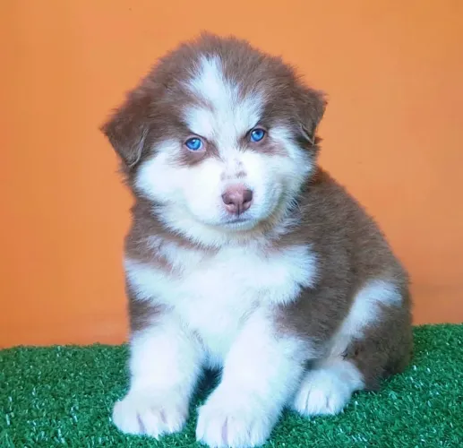 Husky siberiano com olho azul vacinado 