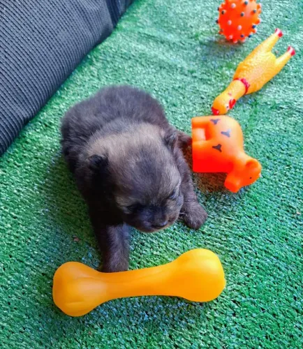 Luluzinho machinho Anãozinho