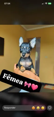 Pinscher vermifugado, 58 dias