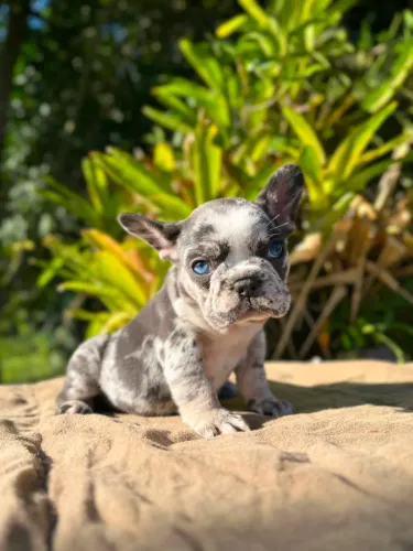 Bulldog Francês Femea blue merle 