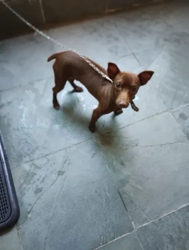 Cachorro para doação