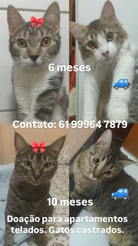 DOAÇAO DE GATOS