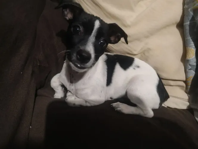 cachorro pinscher demais número 1