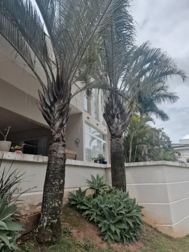 DOAÇAO PALMEIRA 4 M