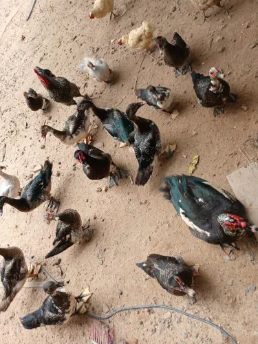 Vende-se patos e patas 