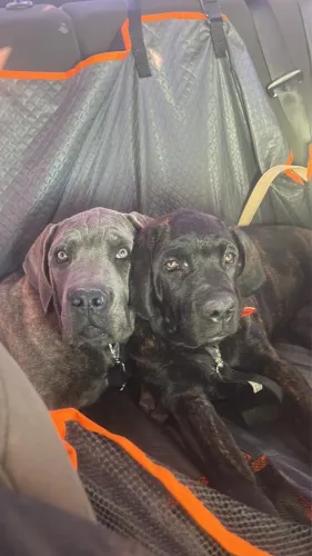 Cane Corso italiano