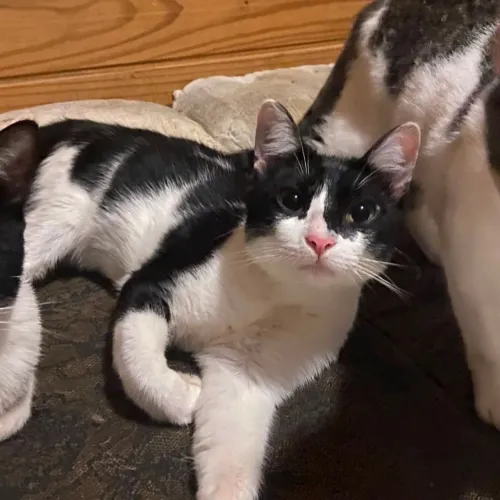 Gato Macho p/ Adoção