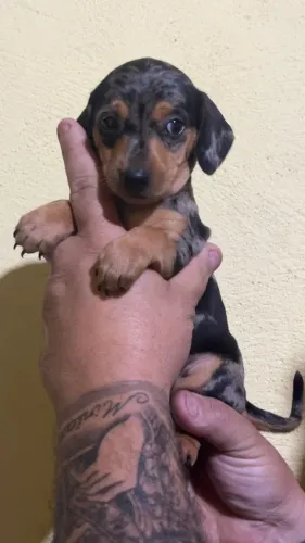 Conheça um adorável Basset Dachshund disponível hoje