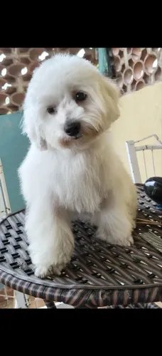 Poodle macho