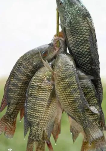 Vendo filé de tilápia acima de 10 kg faço 25