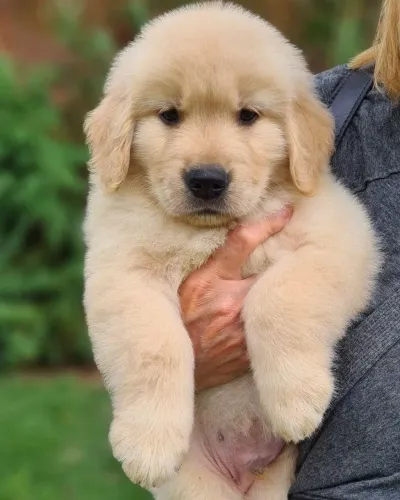 Golden Retriever - Energia Que Movimenta O Lar 