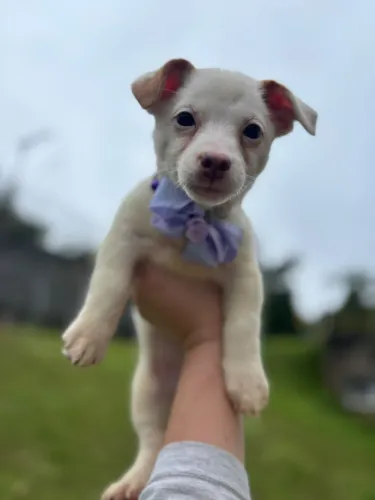 Última fêmea de Jack Russell, microchipada e com pedigree