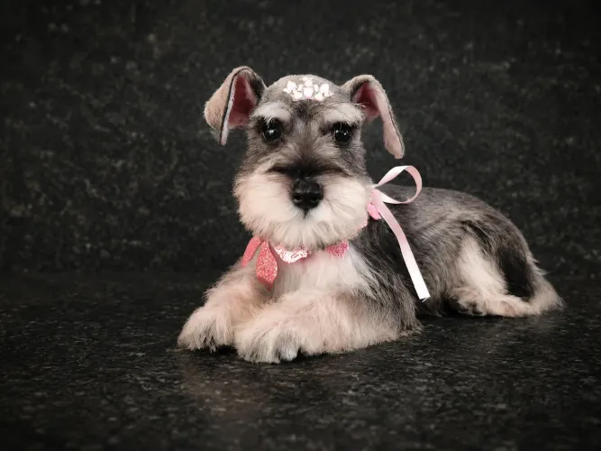 Lindos Filhotes de Schnauzer Miniatura em Goiânia
