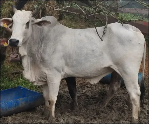 Vendo vaca Nelore