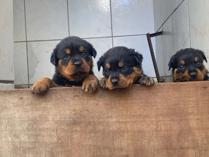 Rottweiler Seu próximo companheiro pode estar te esperando agora