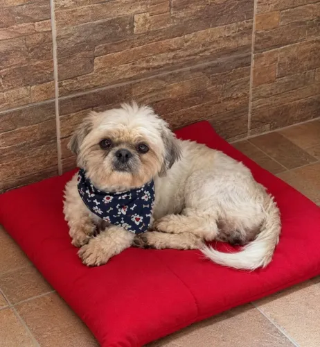 Doa-se shihtzu 