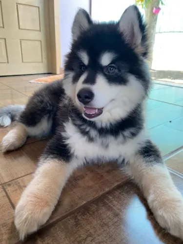 Husky siberiano