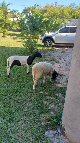 Casal carneiro ovinos dorper / Santa Inês