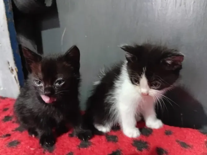 Gatinhas para Adoção 