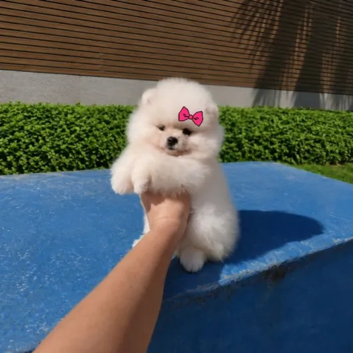 Lulu da Pomerânia Ursinhos Pedigree 