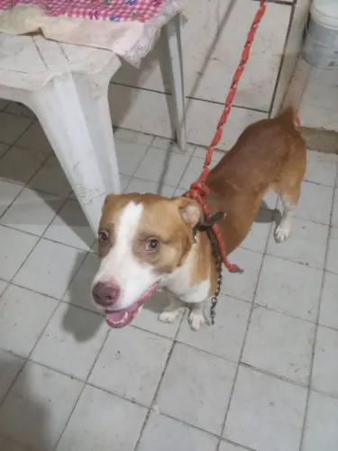 Doação do doguizinho amoroso 