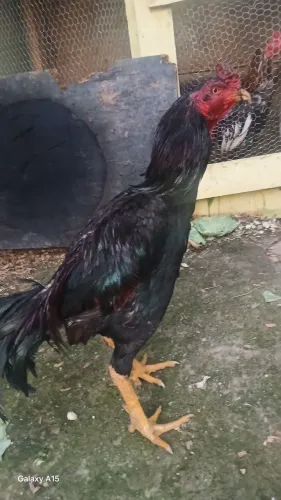Galo índio para criador de boa linhagens