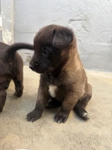 Filhote Pastor Belga Malinois Macho