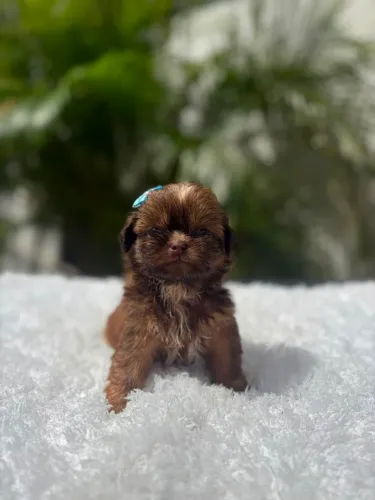 Shih tzu fêmea
