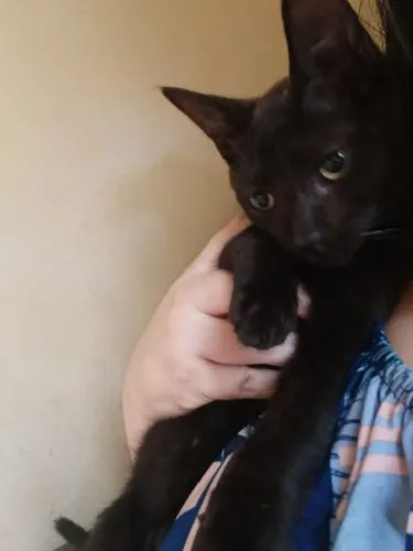 Doação gato filhote macho