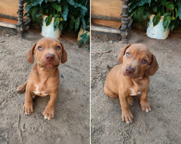 Filhote de Pitbull