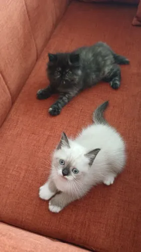 Gatos persa